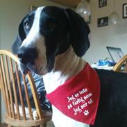 Grand danois Great Bel´s Sash (Minnie)