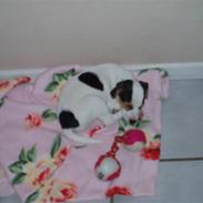 Jack russell terrier Buster (Brænøres Chuy)