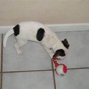 Jack russell terrier Buster (Brænøres Chuy)