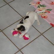 Jack russell terrier Buster (Brænøres Chuy)