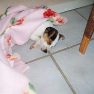 Jack russell terrier Buster (Brænøres Chuy)