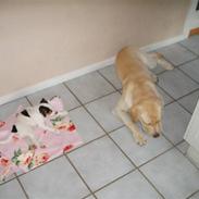 Jack russell terrier Buster (Brænøres Chuy)