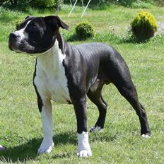 Amerikansk staffordshire terrier j.j