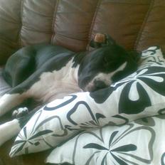 Amerikansk staffordshire terrier j.j