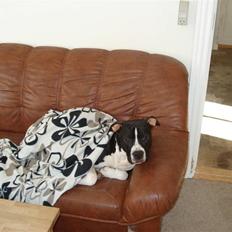 Amerikansk staffordshire terrier j.j