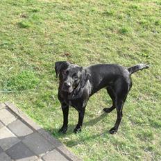 Blanding af racer carla