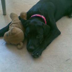 Blanding af racer carla