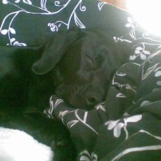 Blanding af racer carla