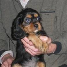Cavalier king charles spaniel Balou