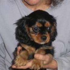 Cavalier king charles spaniel Balou