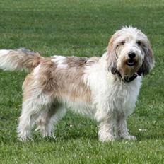 Petit basset griffon wendéen Wilma