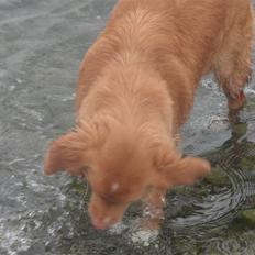 Nova scotia duck tolling retriever Bella.