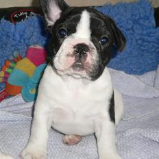 Fransk bulldog  Charming Prince (Calle)