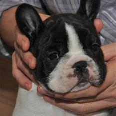 Fransk bulldog  Charming Prince (Calle)