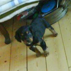 Blanding af racer SOFUS