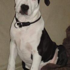 Amerikansk staffordshire terrier Baily " The one and only "