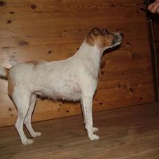 Jack russell terrier emma