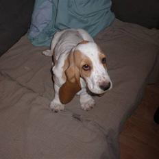 Basset hound Mille (himmelhund)