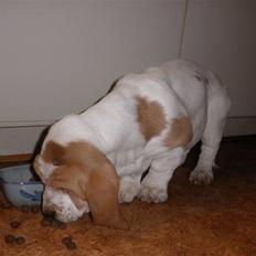 Basset hound Mille (himmelhund)