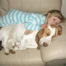 Basset hound Mille (himmelhund)