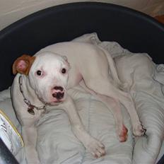 Amerikansk bulldog Aura