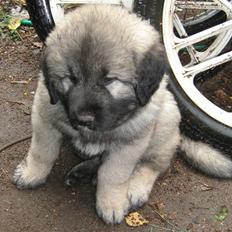 Kaukasisk ovtcharka bullerbassen