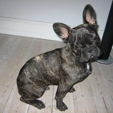 Fransk bulldog Ludvig