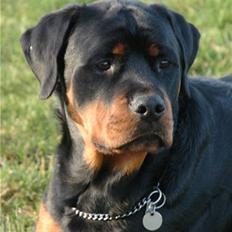Rottweiler Bonzo