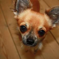 Chihuahua Bobo Baltahzar