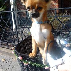 Chihuahua Bobo Baltahzar