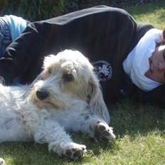 Petit basset griffon wendéen Victor (Vickys Cassius)