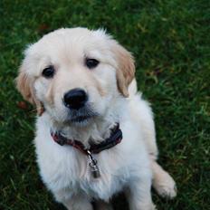 Golden retriever Molli