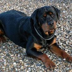 Rottweiler Bonzo