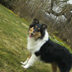 Collie langhåret Kiara