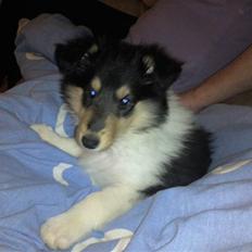 Collie langhåret Kiara