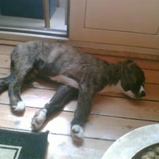 Blanding af racer Bella