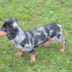 Gravhund Robin (omplaceret)