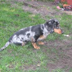 Gravhund Robin (omplaceret)