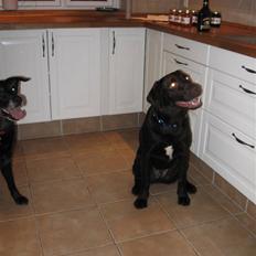 Blanding af racer Felix