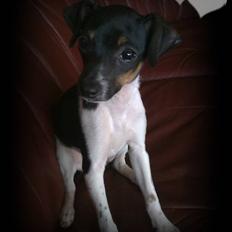 Dansk svensk gaardhund Karla