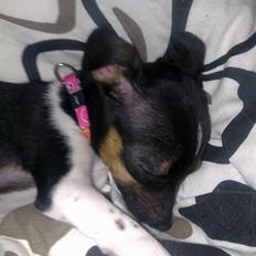 Dansk svensk gaardhund Karla