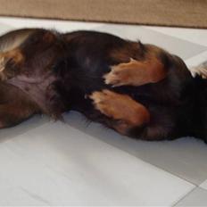 Blanding af racer Freya