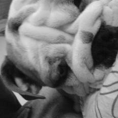 Engelsk bulldog Anton