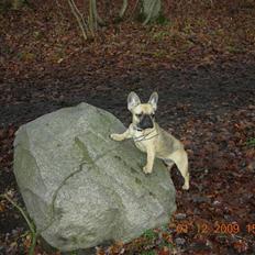 Fransk bulldog matilde