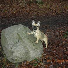 Fransk bulldog matilde