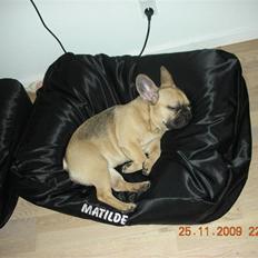 Fransk bulldog matilde