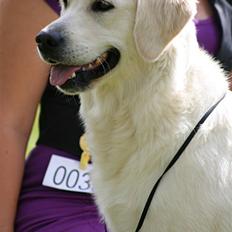 Golden retriever Athene