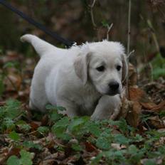 Golden retriever Athene