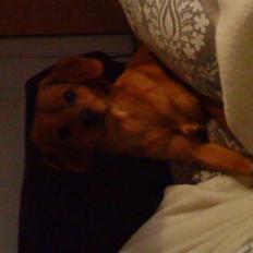 Blanding af racer Buster