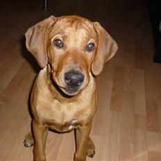 Rhodesian ridgeback Ziba
